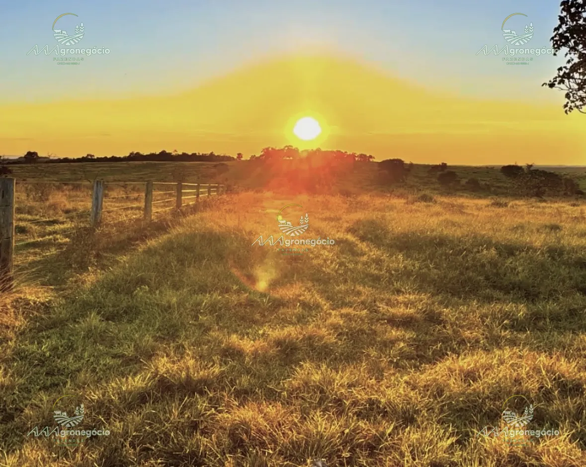 Fazenda Pecuária |  Camapuã